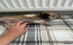 Chihuahua dogs for sale: Long haired chihuahuas READY TO LEAVE NOW. - Image 13