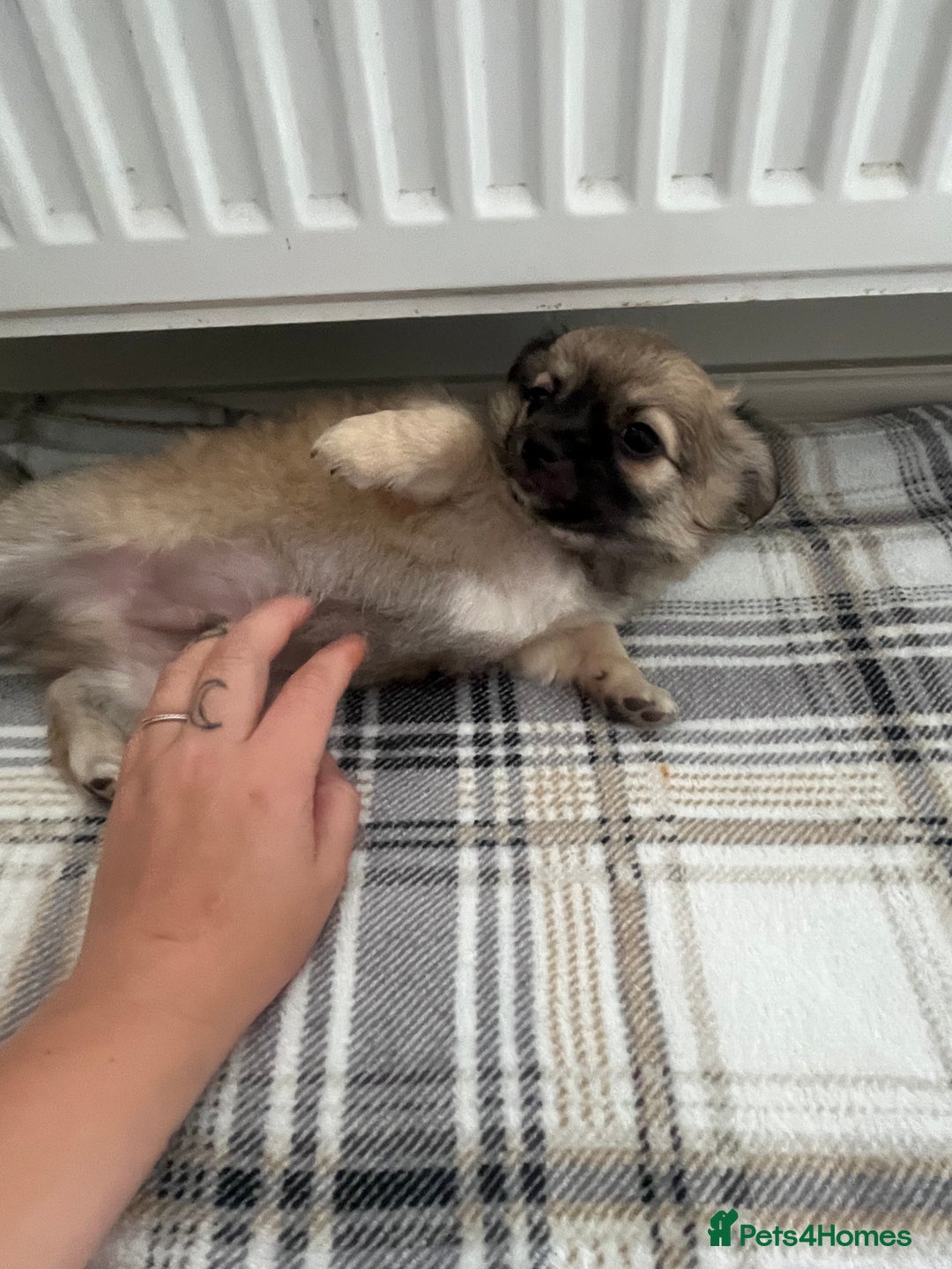 Chihuahua dogs for sale: Long haired chihuahuas READY TO LEAVE NOW. - Image 13