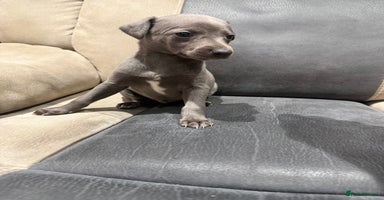 Whippet dogs - Advert 11