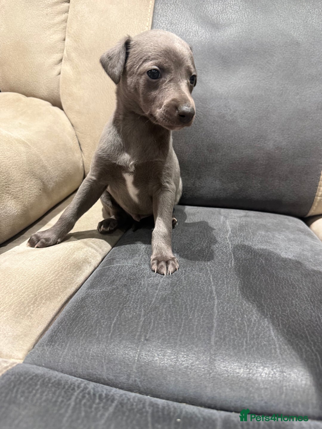 Whippet dogs for sale: Kc whippet puppies 0ne lovely blue boy available  - Image 7