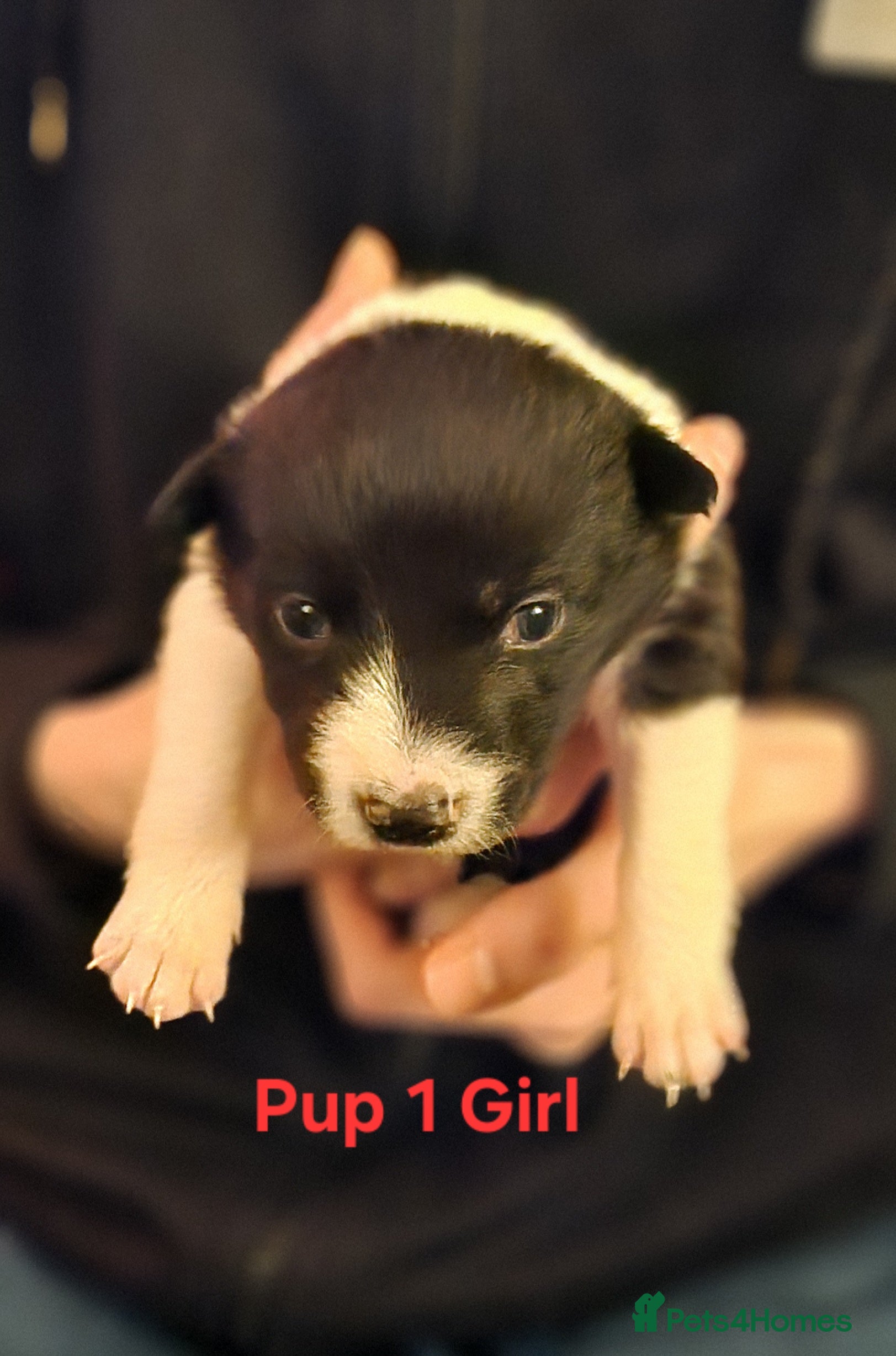 Border Collie dogs Beautiful Border Collie Puppies - Advert 1