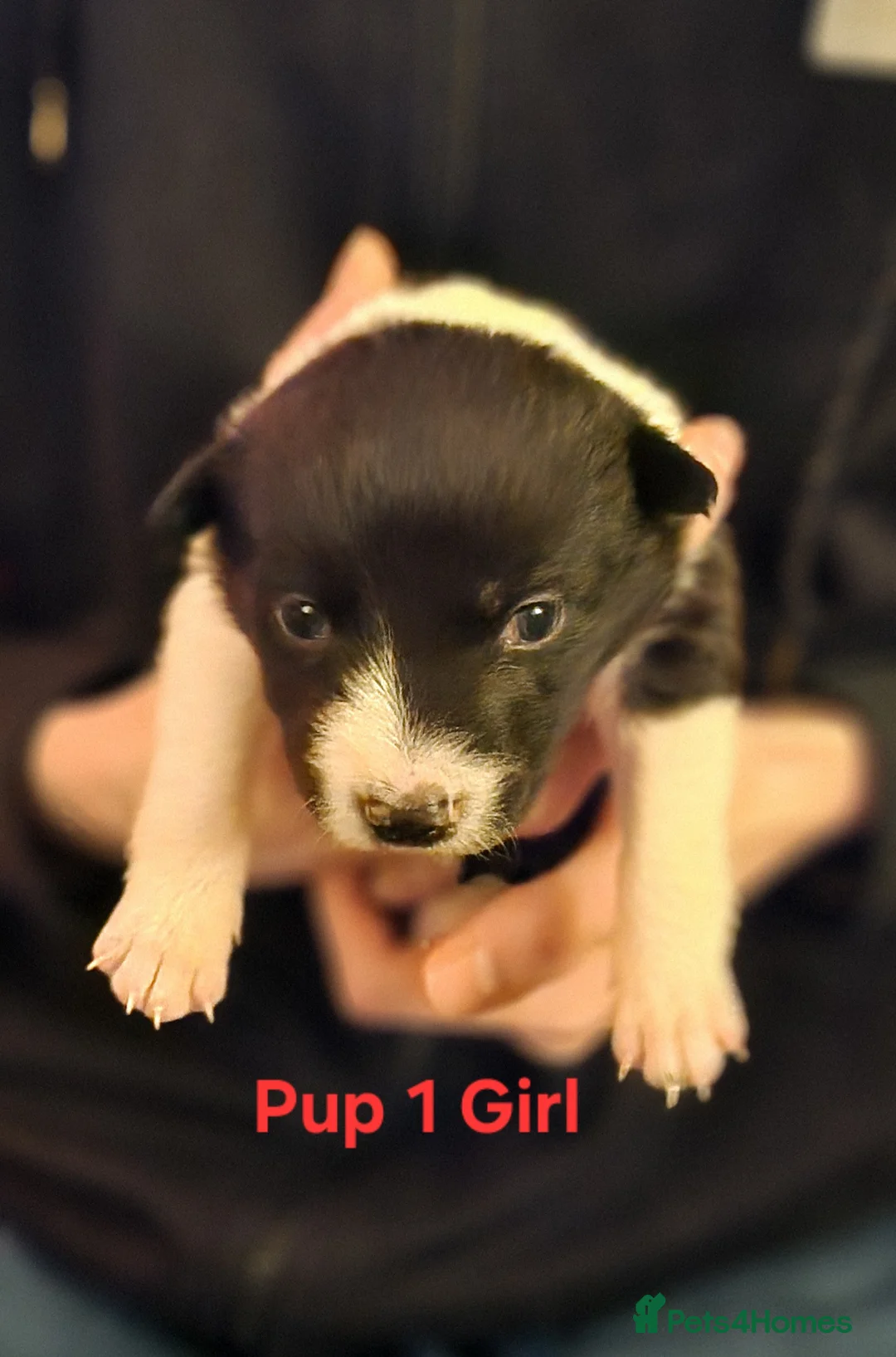 Border Collie dogs for sale: Beautiful Border Collie Puppies - Advert 1