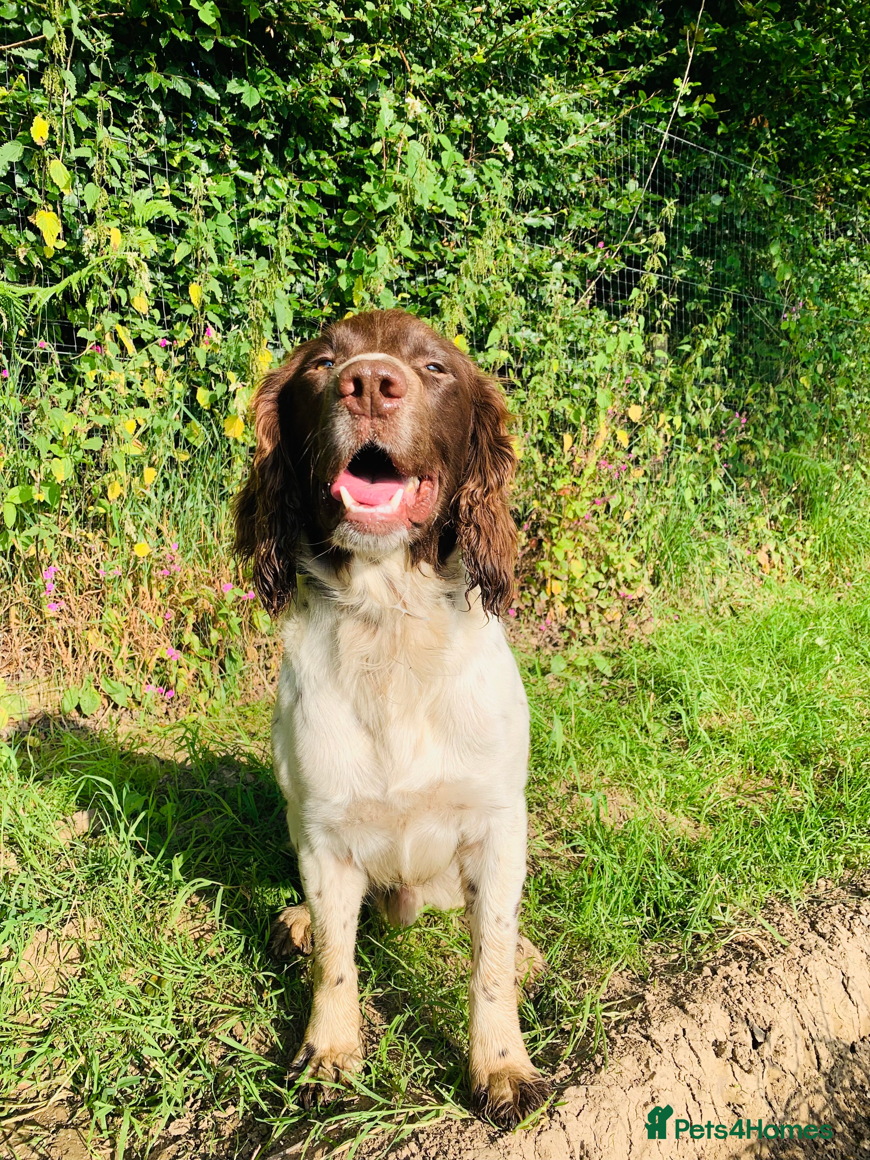 English Springer Spaniel dogs Liver and White Stud dog in Tavistock - Advert 2