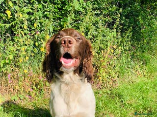 English Springer Spaniel dogs Liver and White Stud dog in Tavistock - Advert 1