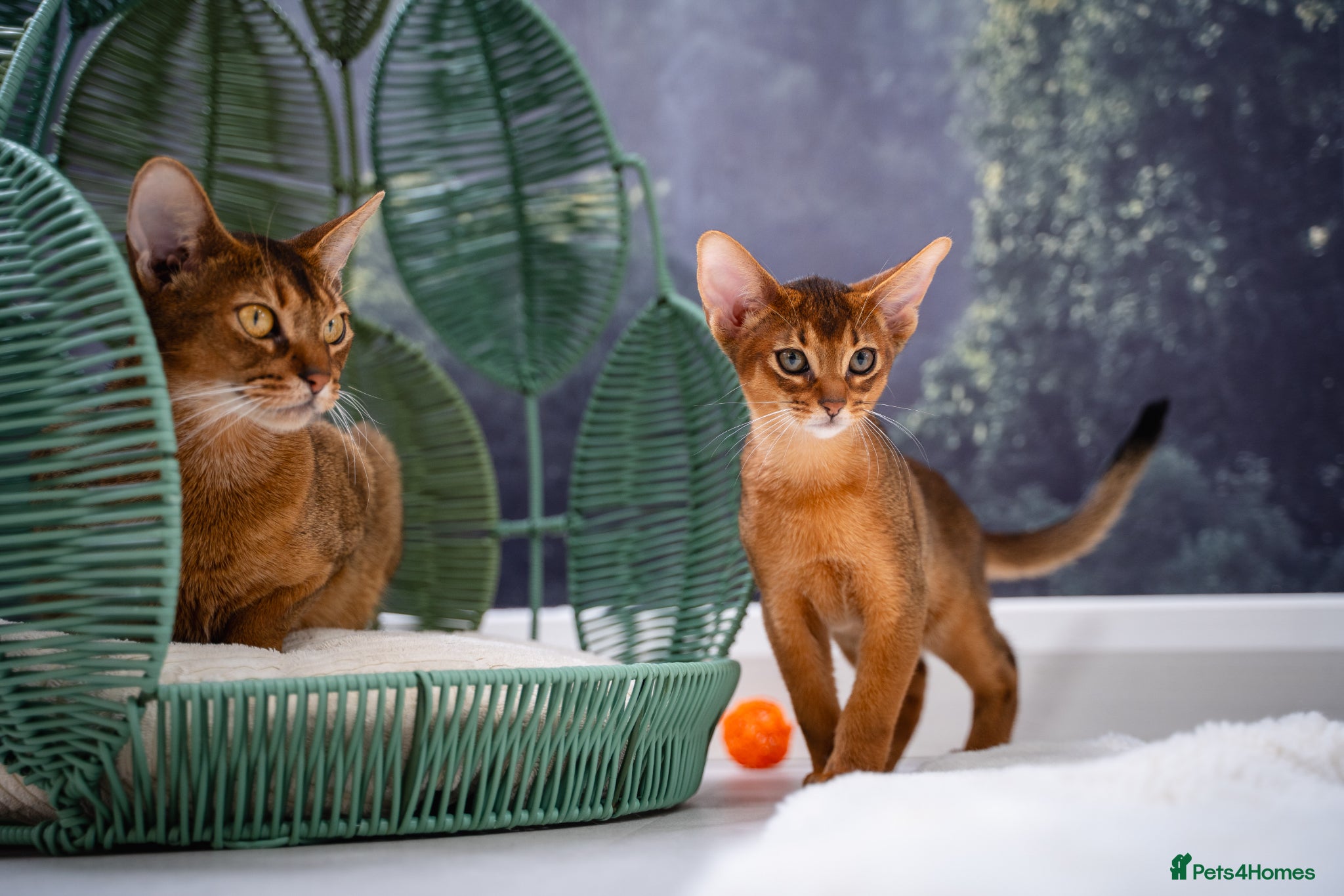 Abyssinian cats Stunning Wild Ruddy Abyssinian|TICA|Super friendly - Advert 1