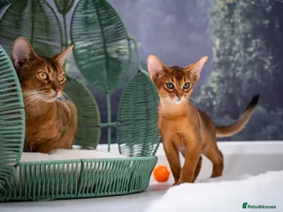 Abyssinian cats for sale: Stunning Wild Ruddy Abyssinian|TICA|Super friendly - Advert 1
