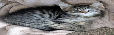 Mixed Breed Kitten 3