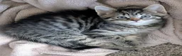 Mixed Breed cats for sale: Gorgeous fluffy tabby kittens! - Advert 3