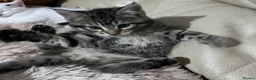 Mixed Breed cats for sale: 6 Lovely Kittens for sale  - Advert 4
