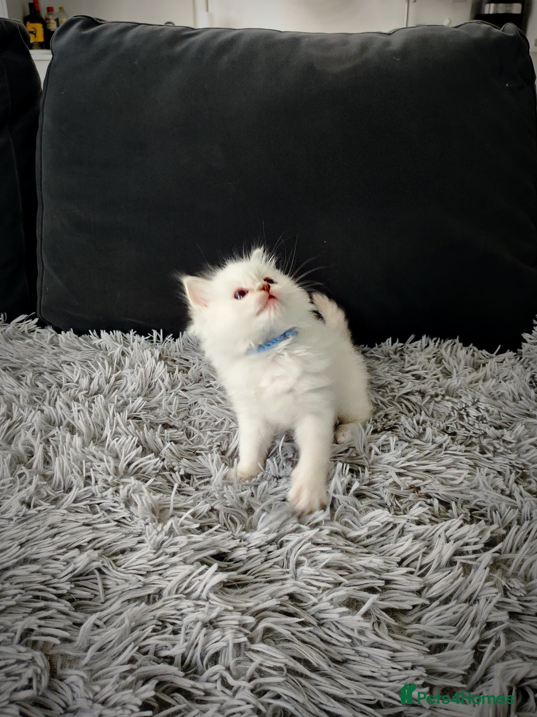 Ragdoll cats for sale: Ready Pedigree Lilac (Rare) Ragdoll Kittens - Image 2