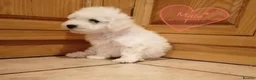 Bichon Frise dogs for sale: Bichon Frise Puppies in Llandysul - Advert 13