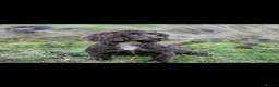 Cocker Spaniel dogs for sale: Ftch sired cocker spaniels - Advert 2
