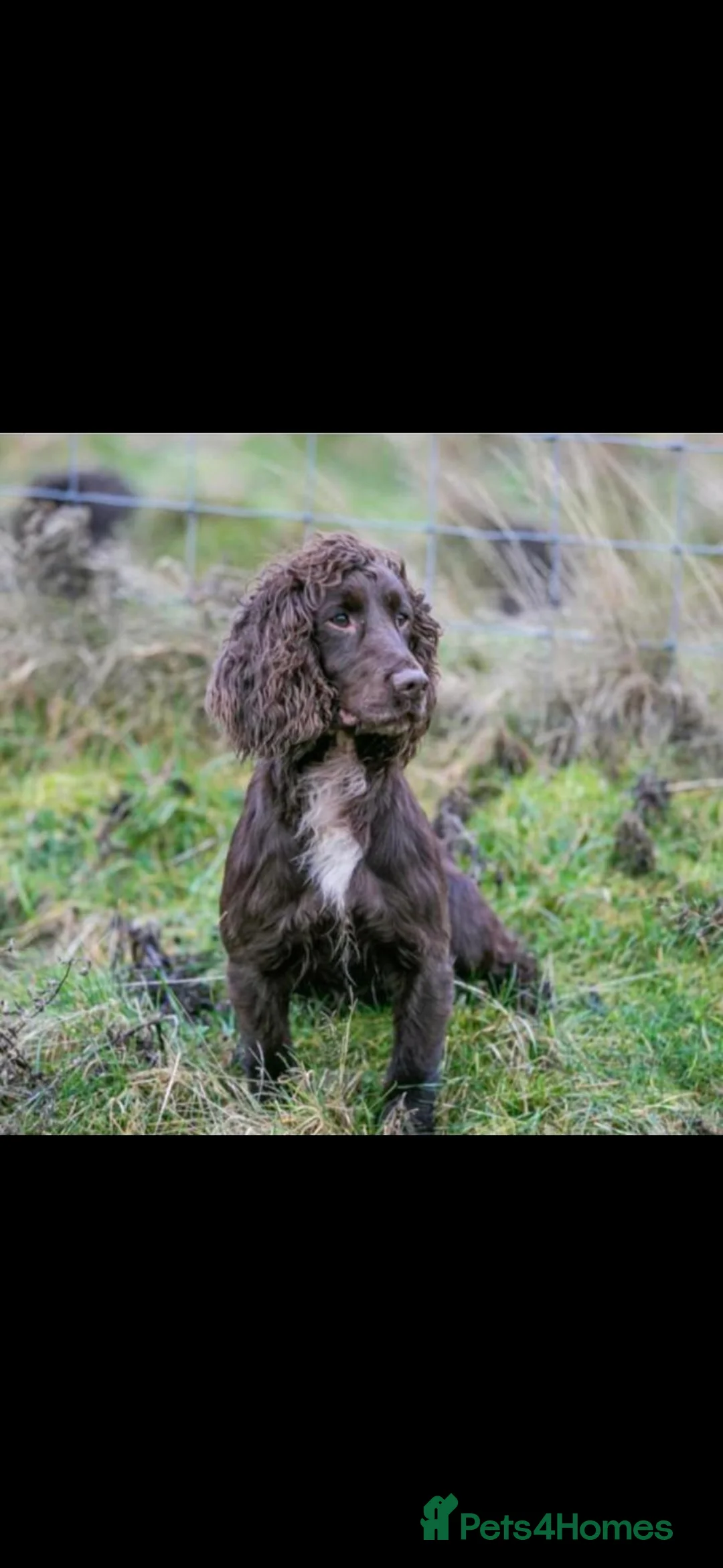 Cocker Spaniel dogs for sale: Ftch sired cocker spaniels - Advert 2