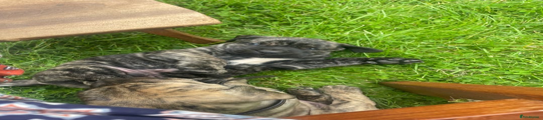 Boerboel Puppy 2