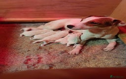 Parson Russell dogs for sale: Parson Russell for sale - Image 1