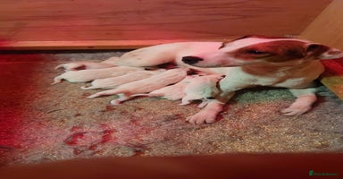 Parson Russell dogs - Advert 11