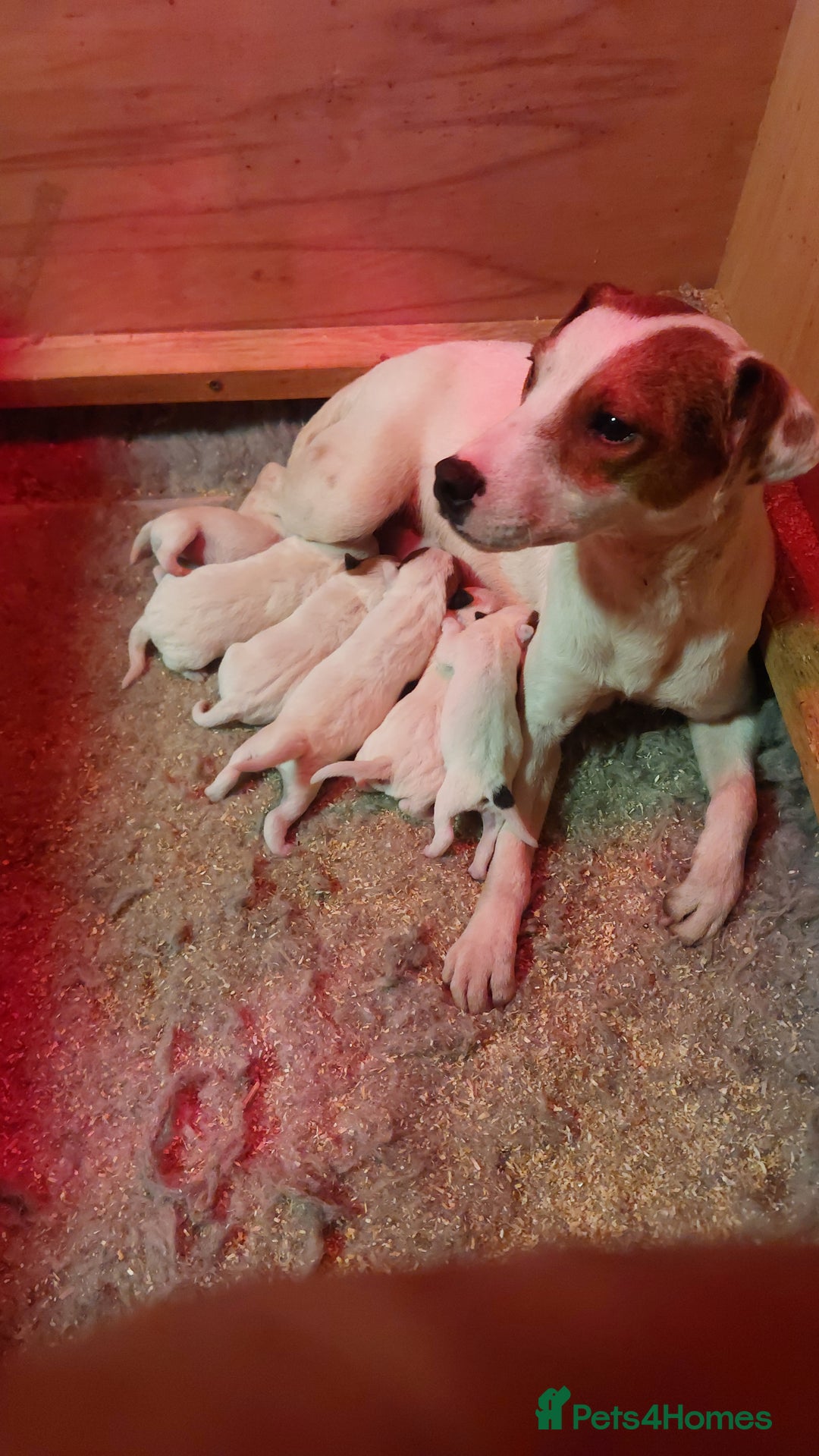 Parson Russell dogs for sale: Parson Russell for sale - Image 1