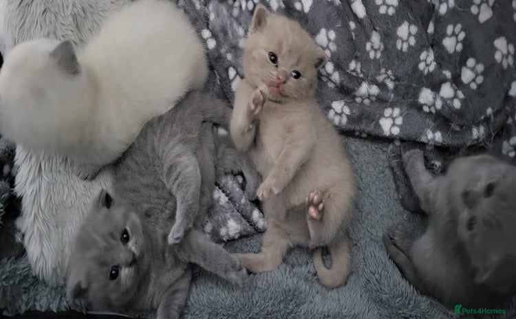British Shorthair cats - Advert 9