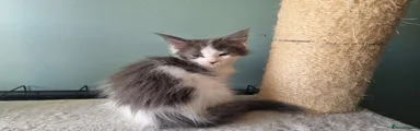 Maine Coon Kitten 3