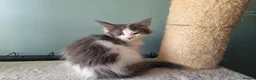 Maine Coon cats for sale: Maine Coon kittens  in Northampton - Advert 13