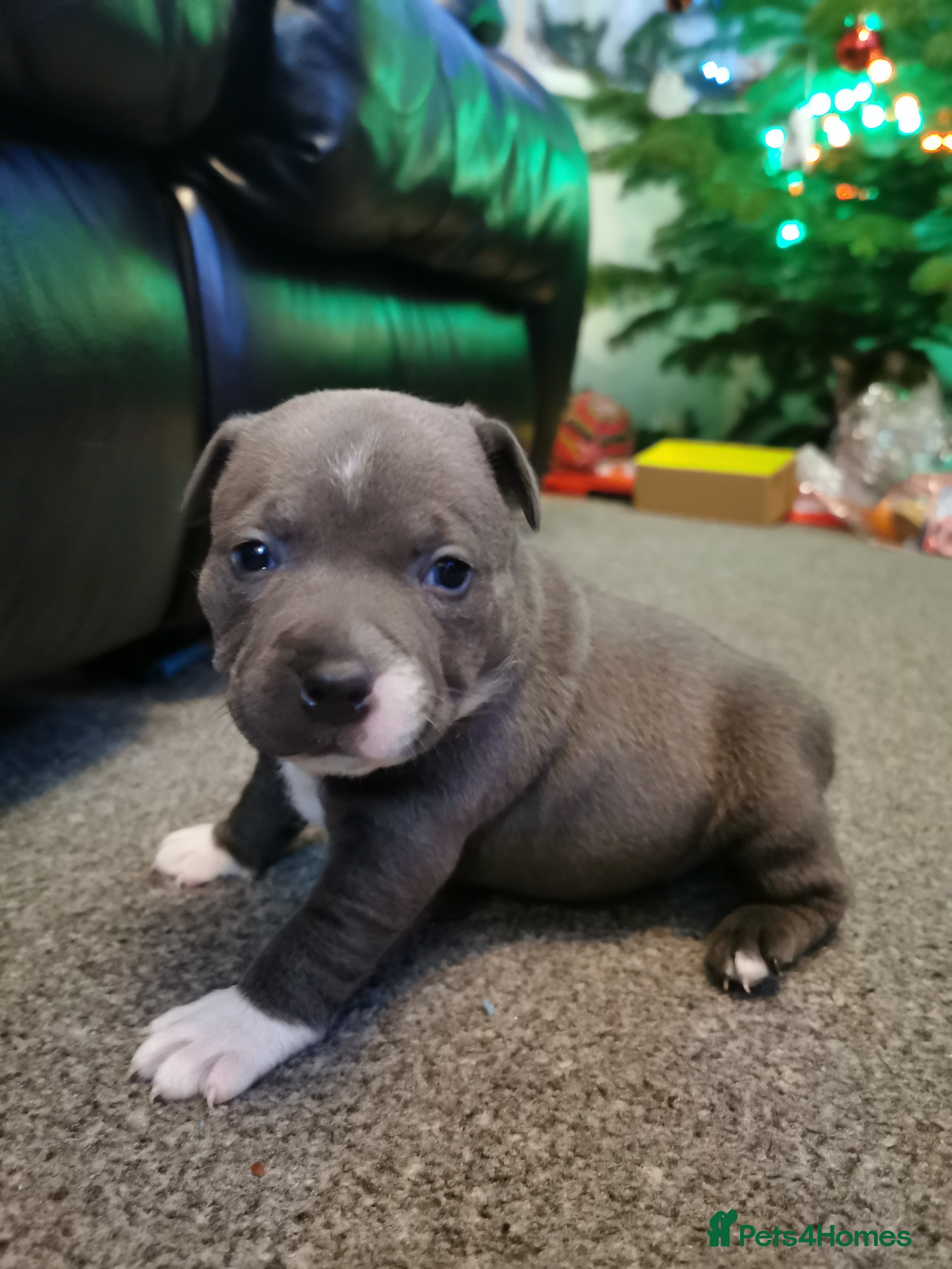 Staffordshire Bull Terrier dogs Beautiful Staffy's puppies - Advert 8