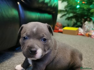 Staffordshire Bull Terrier dogs Beautiful Staffy's puppies - Advert 8