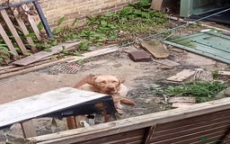 Labrador Retriever dogs for sale: Lucky - Image 5