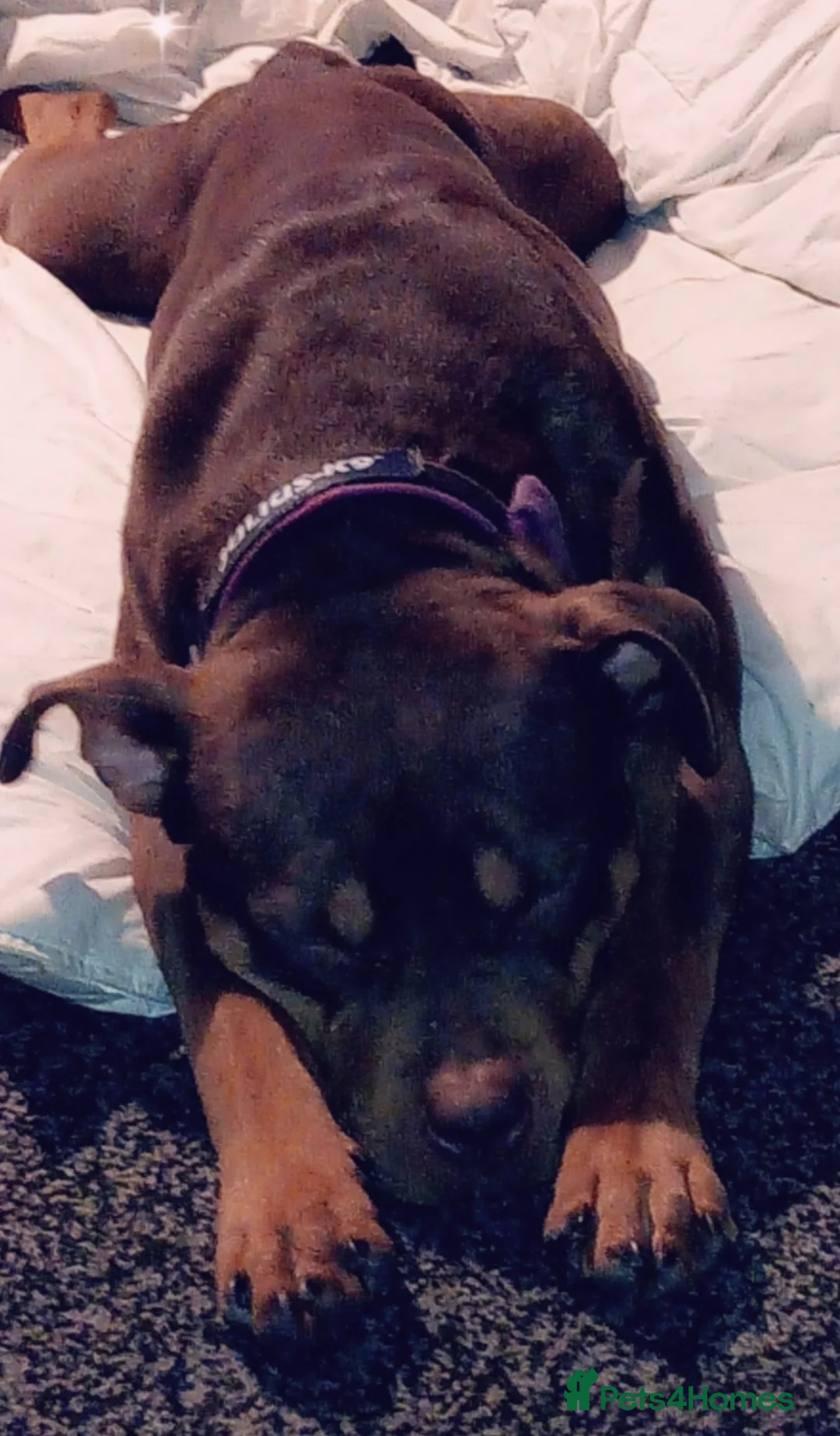 Mixed Breed dogs for sale: Staff cross girl  in Rotherham - Advert 5