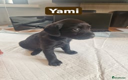 Labradoodle dogs for sale: Chocolate Merle Labradoodle+Australian Labradoodle - Image 7
