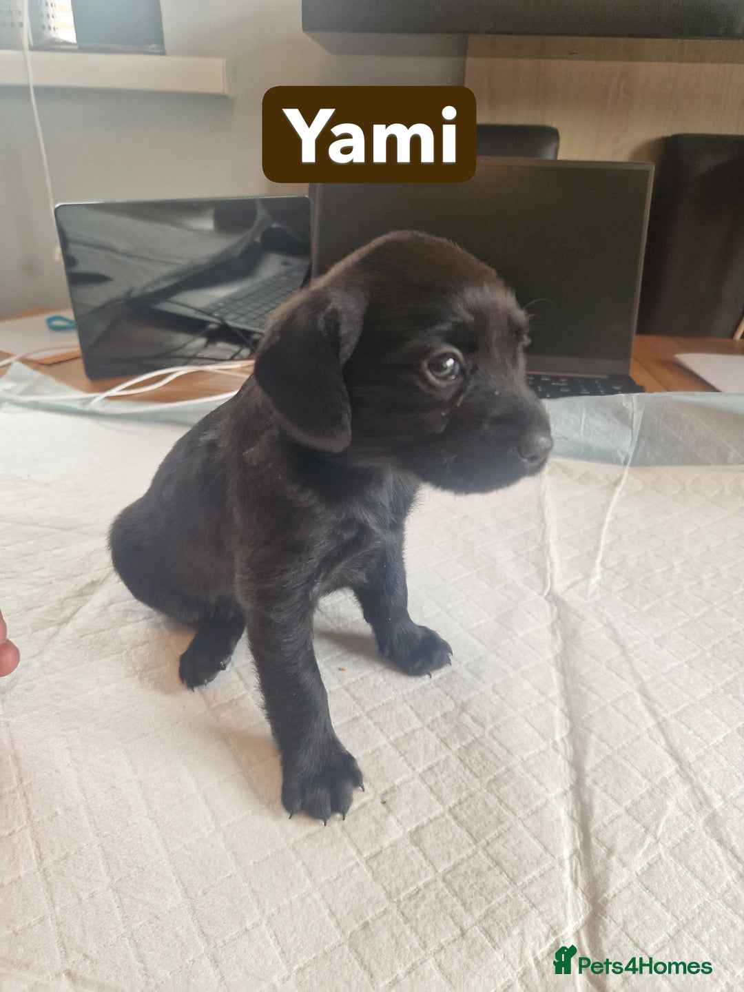 Labradoodle dogs for sale: Chocolate Merle Labradoodle+Australian Labradoodle - Image 7