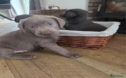 Labrador Retriever dogs for sale: 🩶 beautiful silver/Charcoal KC reg puppies 🩶 - Image 9