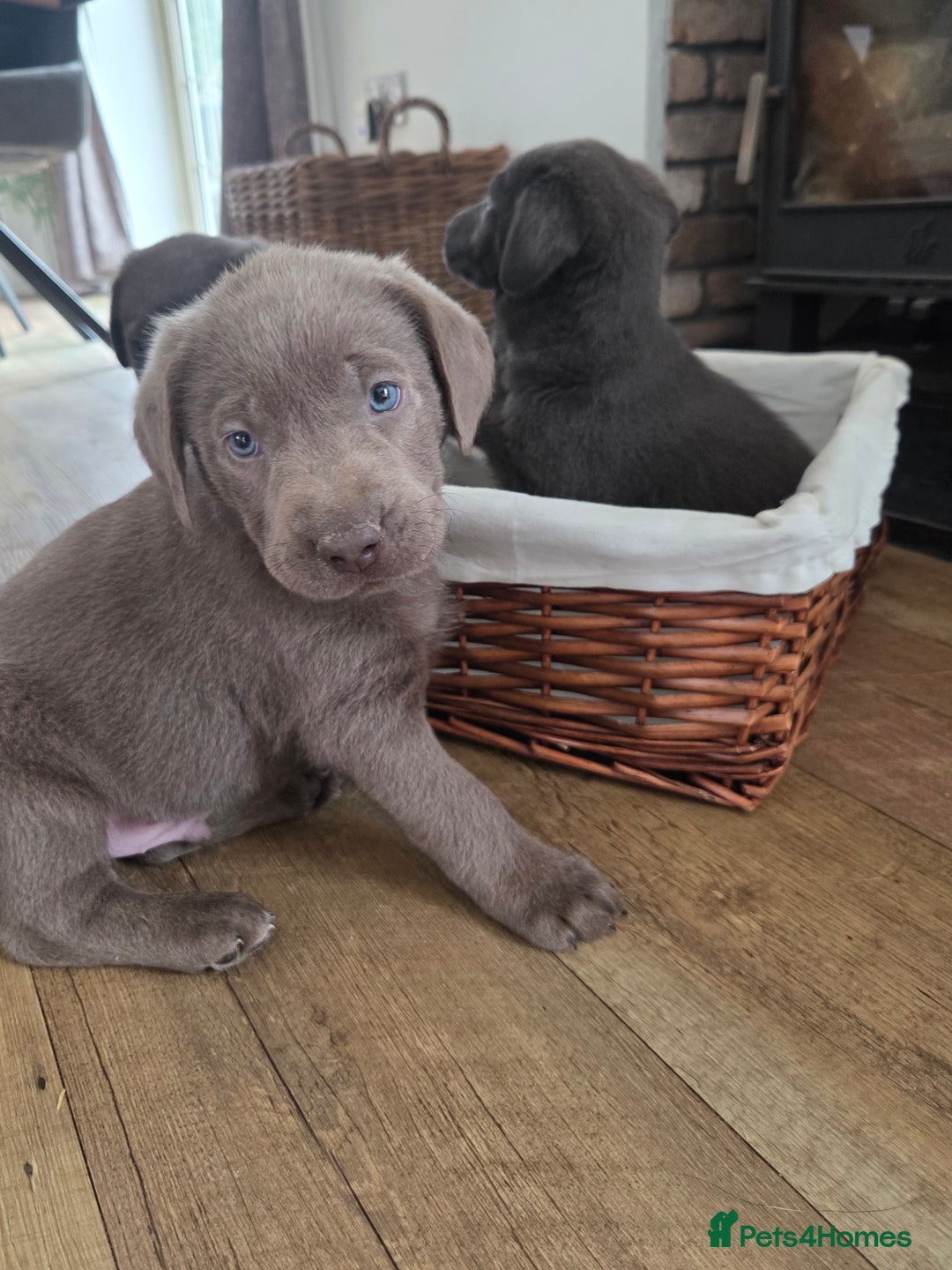 Labrador Retriever dogs for sale: 🩶 beautiful silver/Charcoal KC reg puppies 🩶 - Image 9