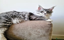 Maine Coon cats for sale: 💙Beautiful Maine Coon (GCCF reg) 💙 - Advert 2