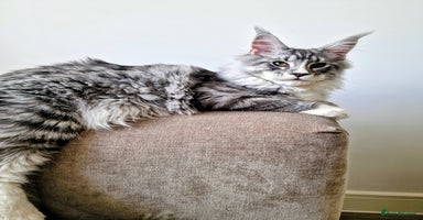 Maine Coon cats 💙Beautiful Maine Coon (GCCF reg) 💙 - Advert 1