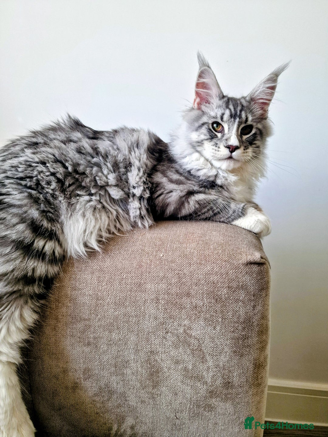 Maine Coon cats for sale: 💙Beautiful Maine Coon (GCCF reg) 💙 - Advert 2