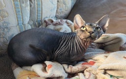 Sphynx cats for sale: 5 month old blue tabby sphynx kitten - Advert 10