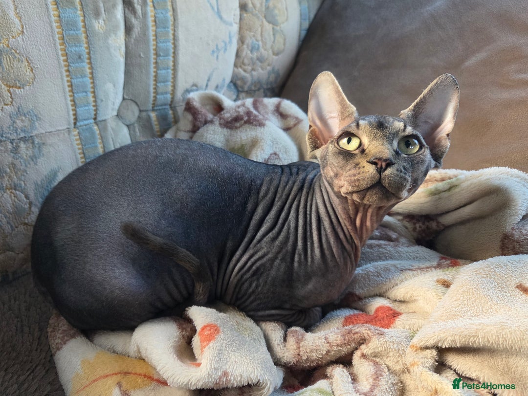 Sphynx cats for sale: 5 month old blue tabby sphynx kitten - Advert 10