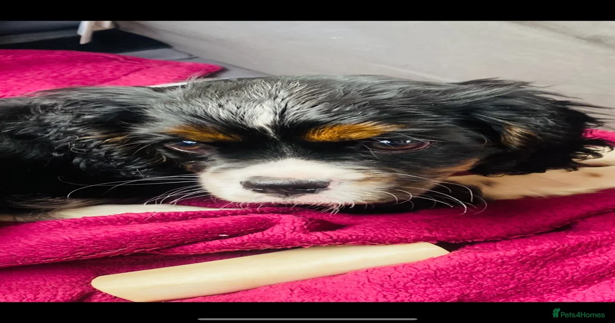 Cava Tzu Puppies for sale in Okehampton, Devon | Pets4Homes