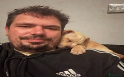 Staffordshire Bull Terrier dogs for sale: Beautiful little girl for sale  - Advert 3