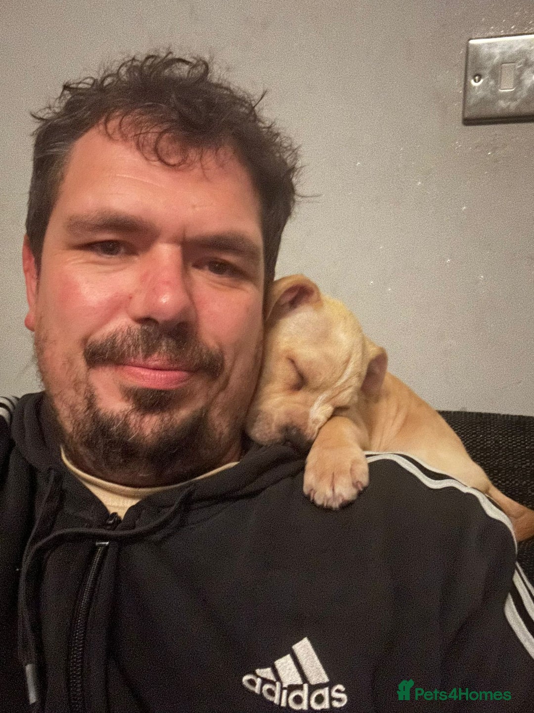 Staffordshire Bull Terrier dogs for sale: Beautiful little girl for sale  - Advert 3