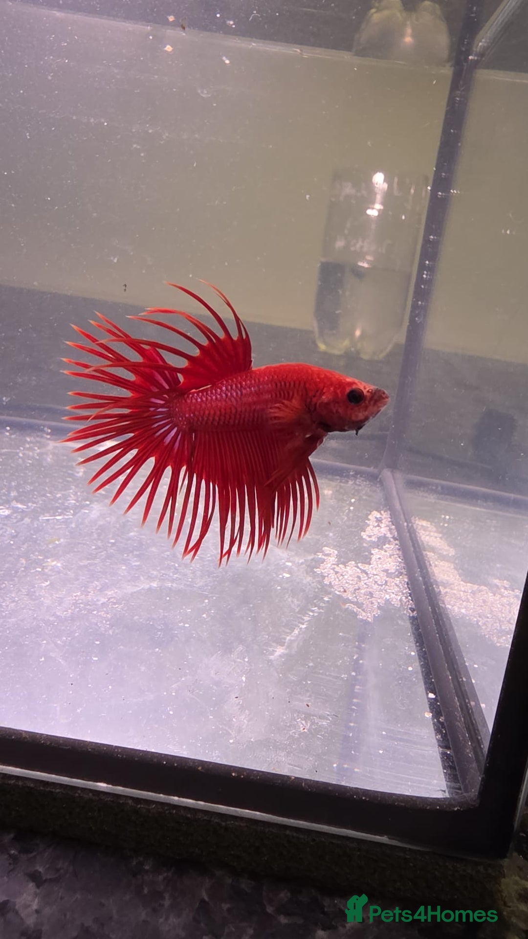 Bettas fish for sale: Broadheath Bettas  - Advert 5