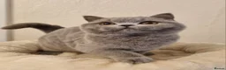 British Shorthair cats for sale: Stunning British Shorthair & Longhair Kittens  - Advert 16