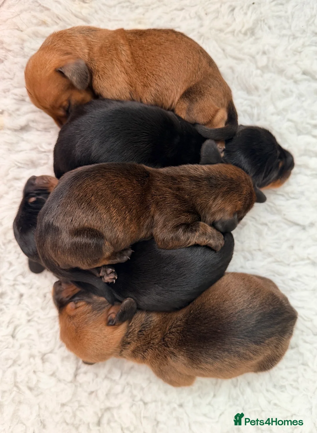 Miniature Dachshund dogs for stud: Kc reg pra clear shaded red mini smooth  - Advert 4