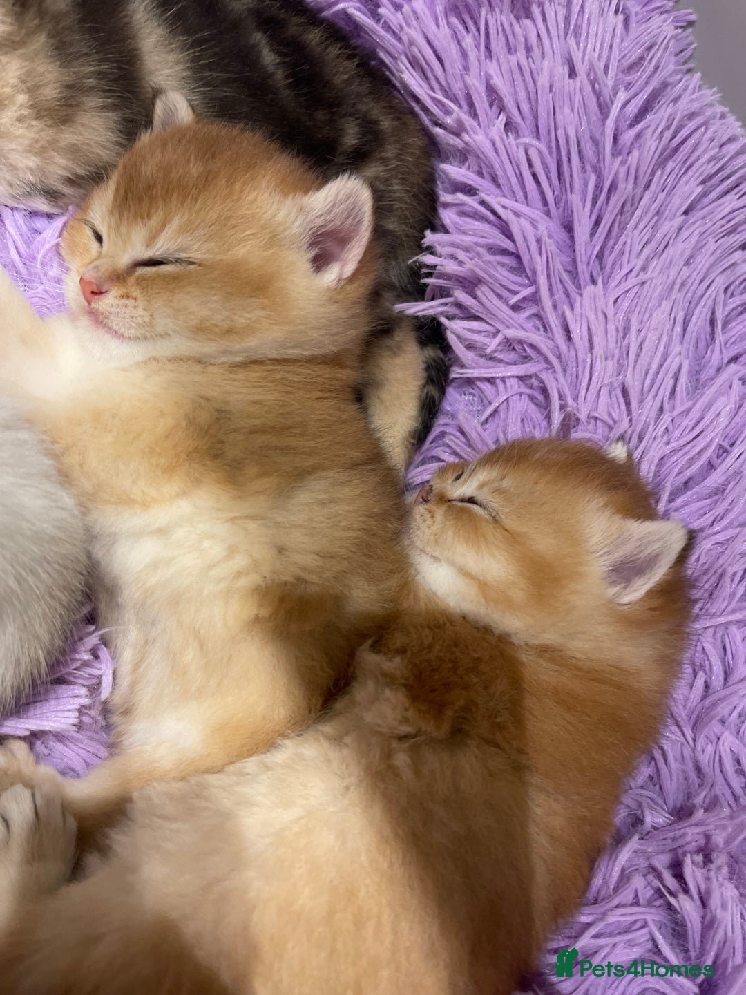 British Shorthair cats for sale: British shorthairs  - Advert 10