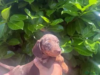 Dachshund dogs Dapple Dachunds puppy’s - Advert 1