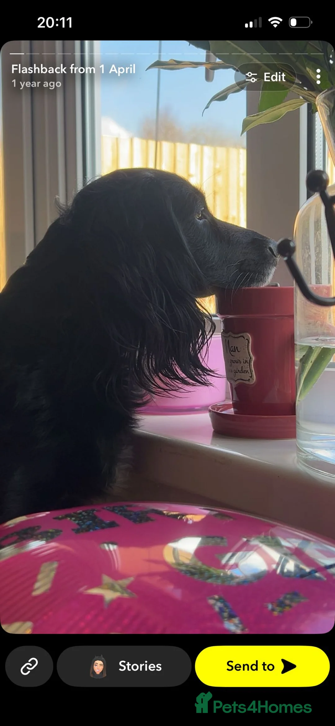 Cocker Spaniel dogs for sale: Gorgeous working cocker spaniel boys  - Advert 1