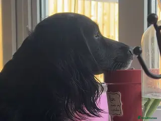 Cocker Spaniel dogs Gorgeous working cocker spaniel boys - Advert 8