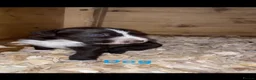 Mixed Breed dogs for sale: German wired pointer cross Deerhound in Houghton le Spring - Advert 11