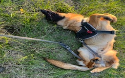 German Shepherd dogs for sale: Beautiful 1 Year Old German Shepherd For Sale - Image 7