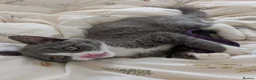 British Shorthair cats for sale: Marcin  - Advert 6